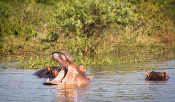 africamps boutique glamping south africa