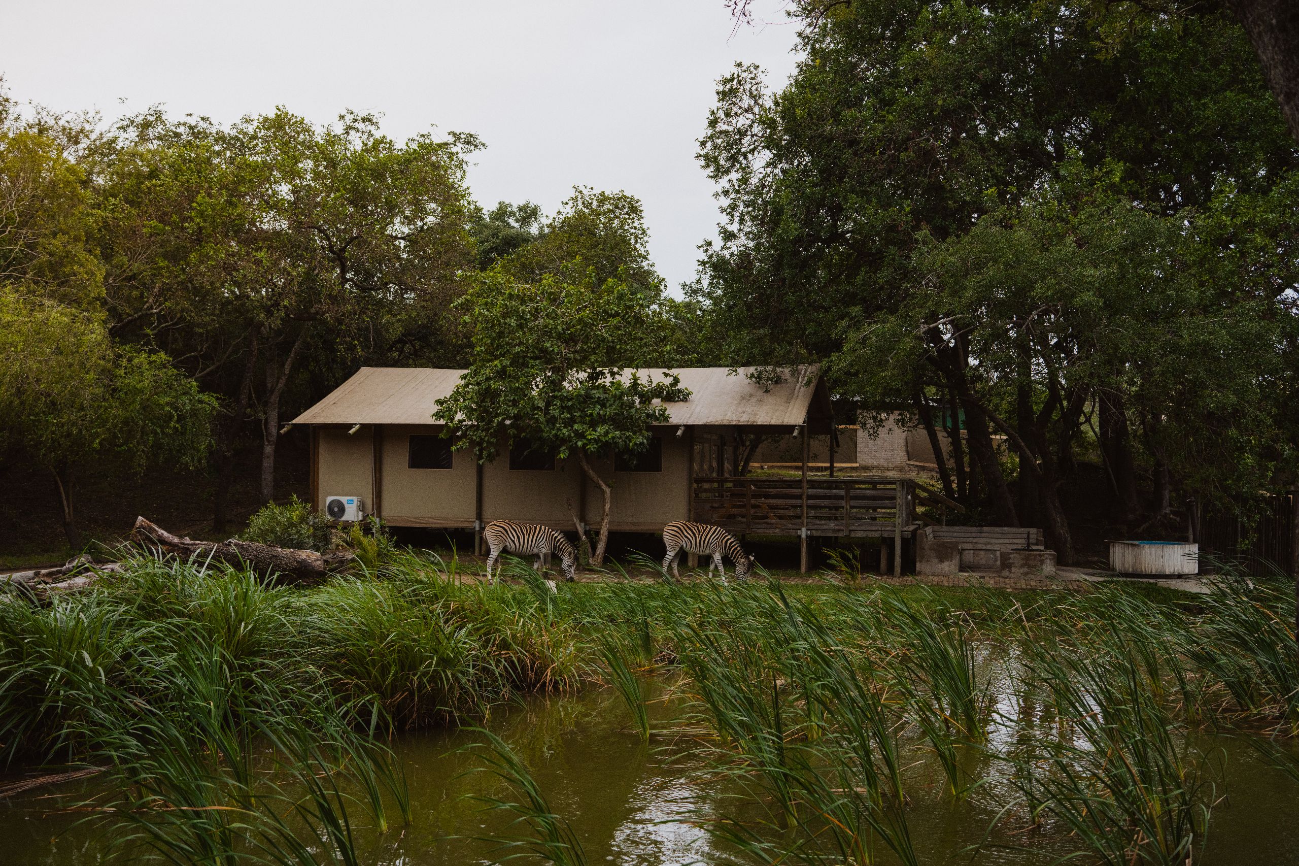 africamps hoedspruit greater kruger glamping south africa