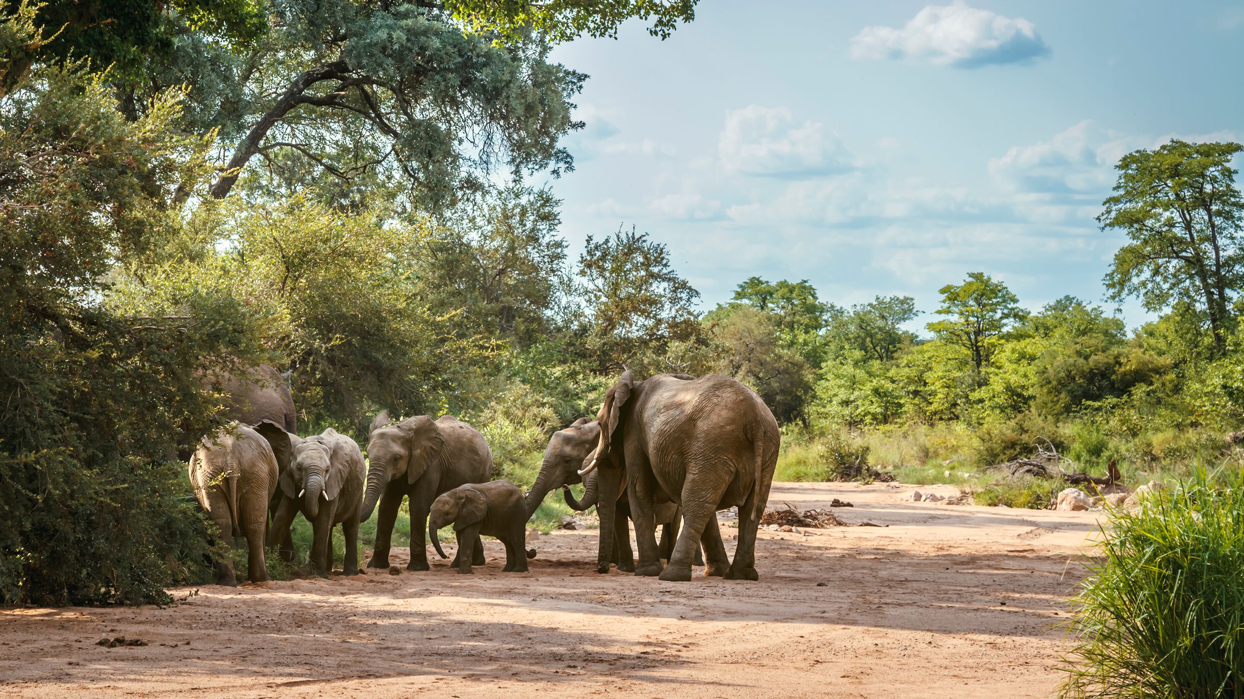 africamps hoedspruit greater kruger glamping south africa