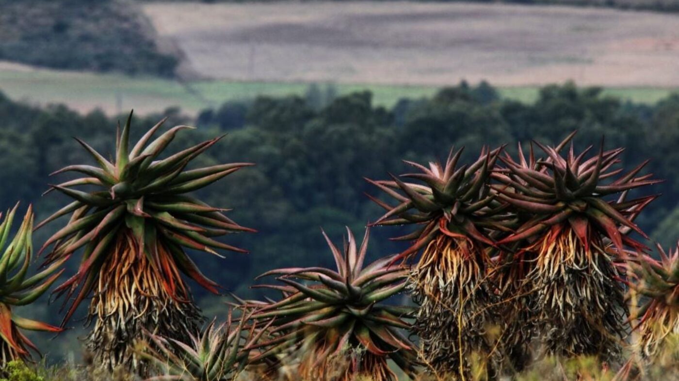 africamps at kam'bati swellendam boutique glamping south africa
