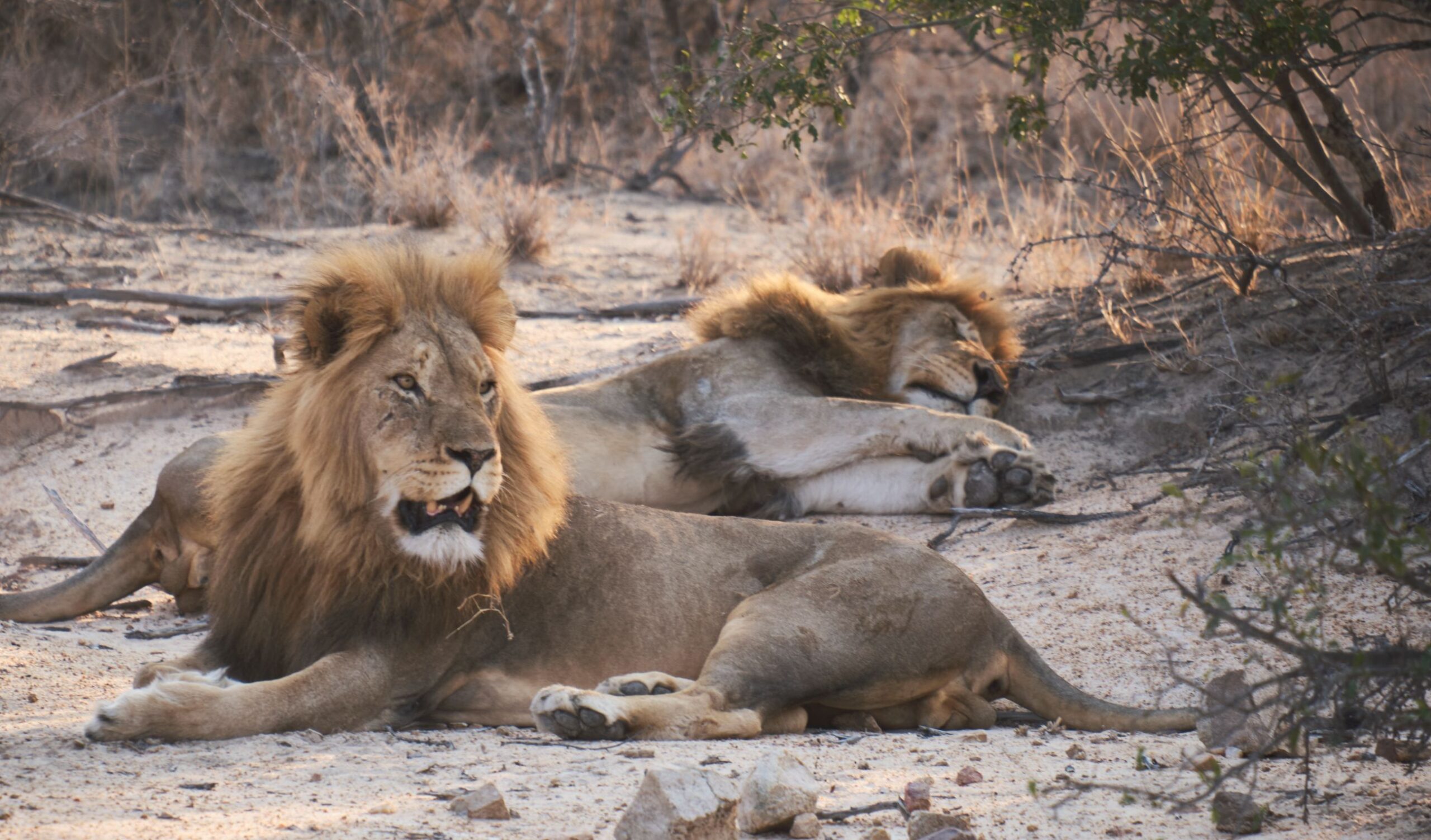 africamps hoedspruit greater kruger boutique glamping south africa