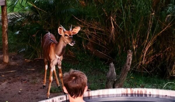 africamps hoedspruit greater kruger boutique glamping south africa