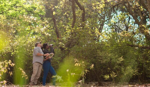 africamps magoebaskloof limpopo boutique glamping south africa