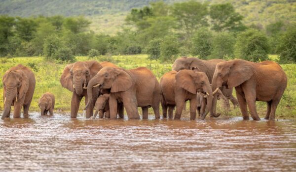 africamps at white elephant safaris pongola game reserve boutique glamping south africa