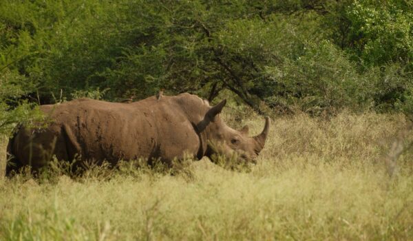 africamps at white elephant safaris pongola game reserve boutique glamping south africa