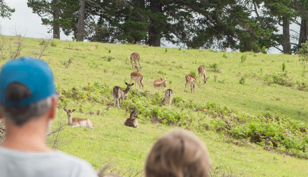 africamps at ingwe, plettenberg bay, boutique glamping south africa