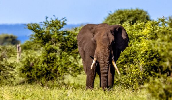 africamps at mackers, hazyview, boutique glamping south africa