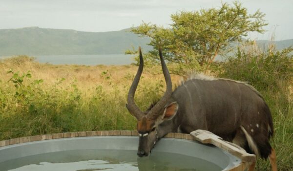 africamps at white elephant safaris, pongola game reserve, boutique glamping south africa