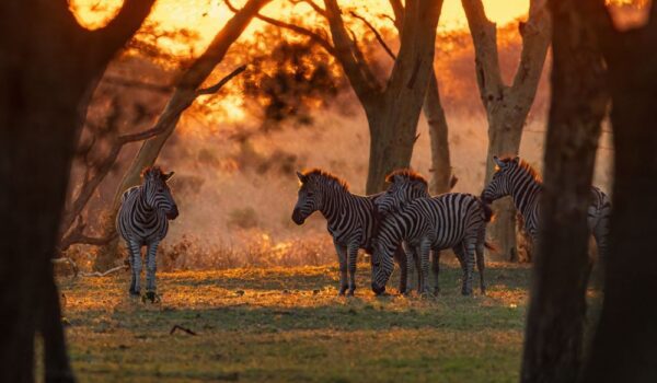 africamps at bonamanzi game reserve glamping south africa