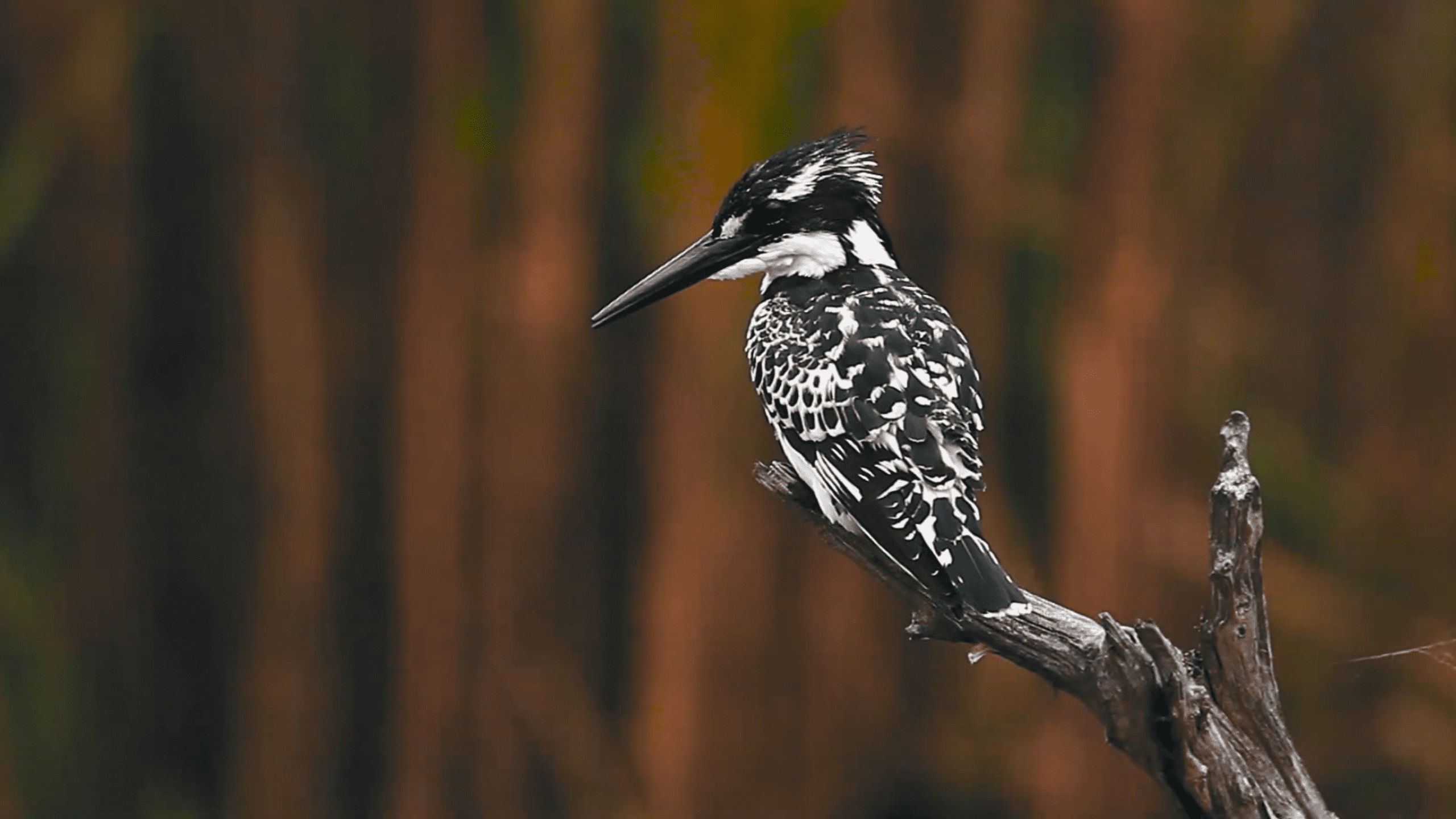 africamps glamping birding birdwatching bird