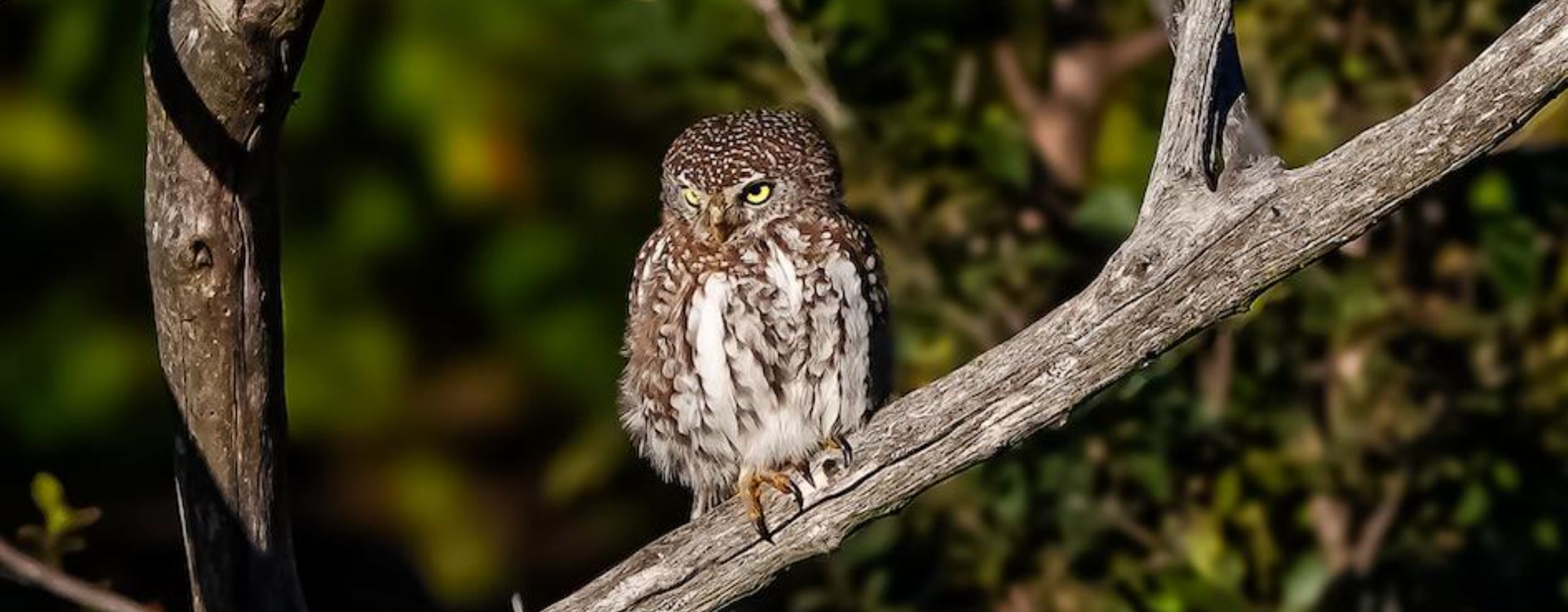 africamps glamping birding birdwatching bird