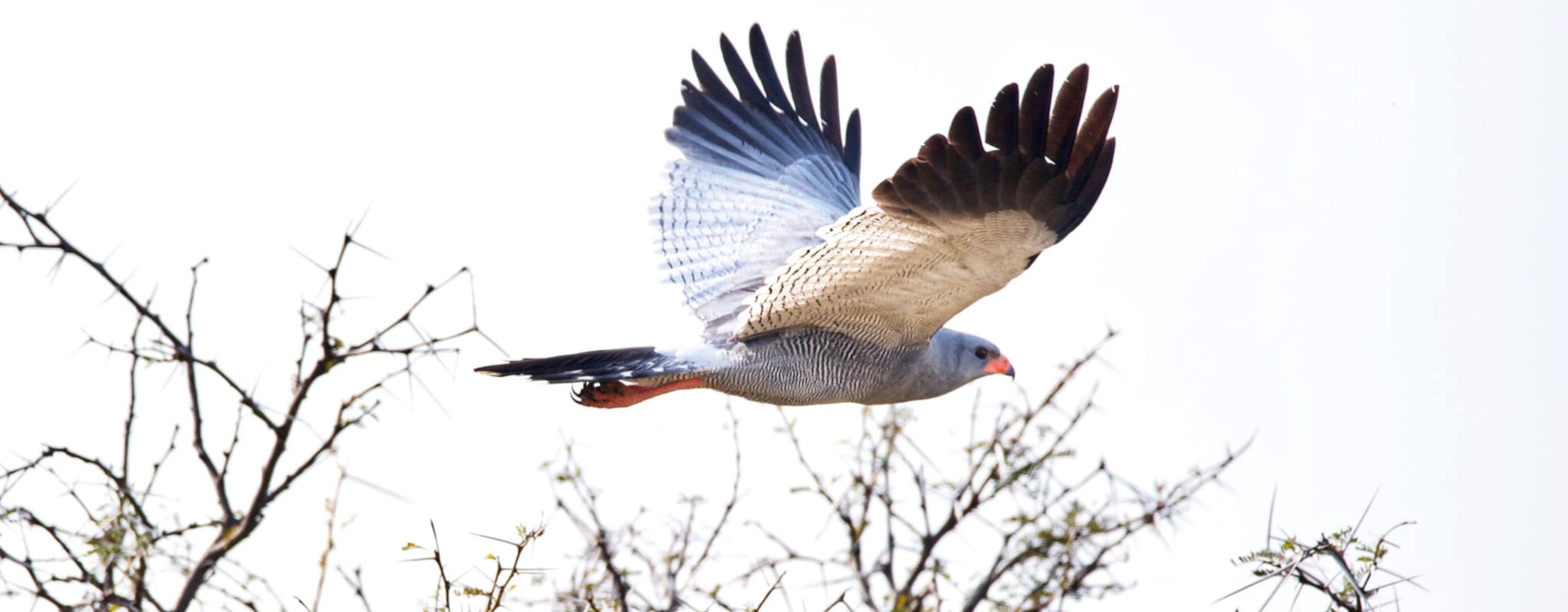 africamps glamping birding birdwatching bird