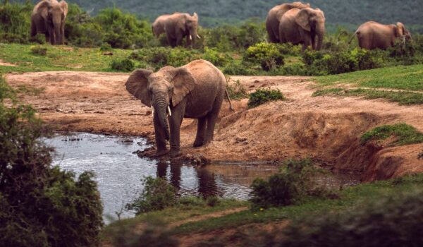africamps addo eastern cape heritage month south africa