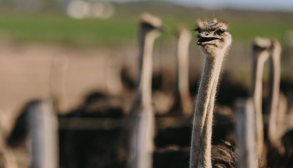 africamps klein karoo oudtshoorn heritage month ostrich
