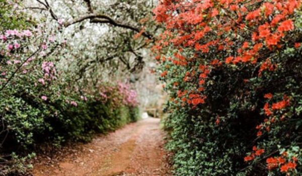 africamps magoebaskloof cheerio gardens heritage south africa