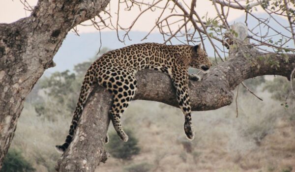 africamps hoedspruit greater kruger glamping south africa