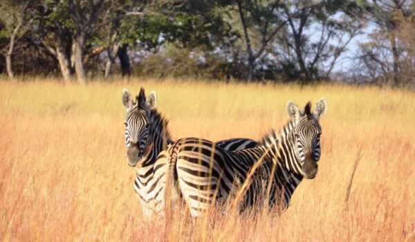 africamps waterberg limpopo glamping south africa
