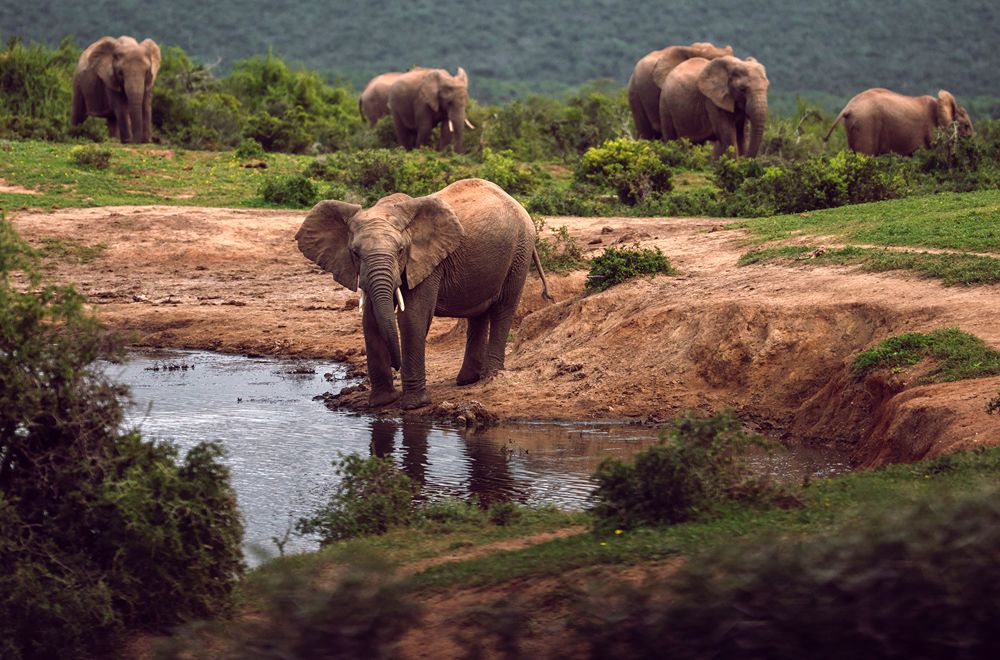africamps addo eastern cape glamping south africa