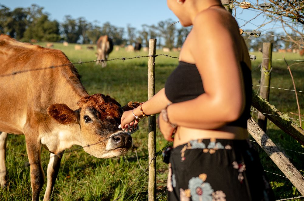 africamps at oakhurst wilderness glamping garden route south africa