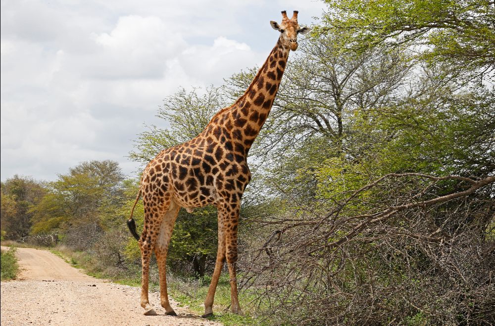 africamps hoedspruit greater kruger glamping south africa