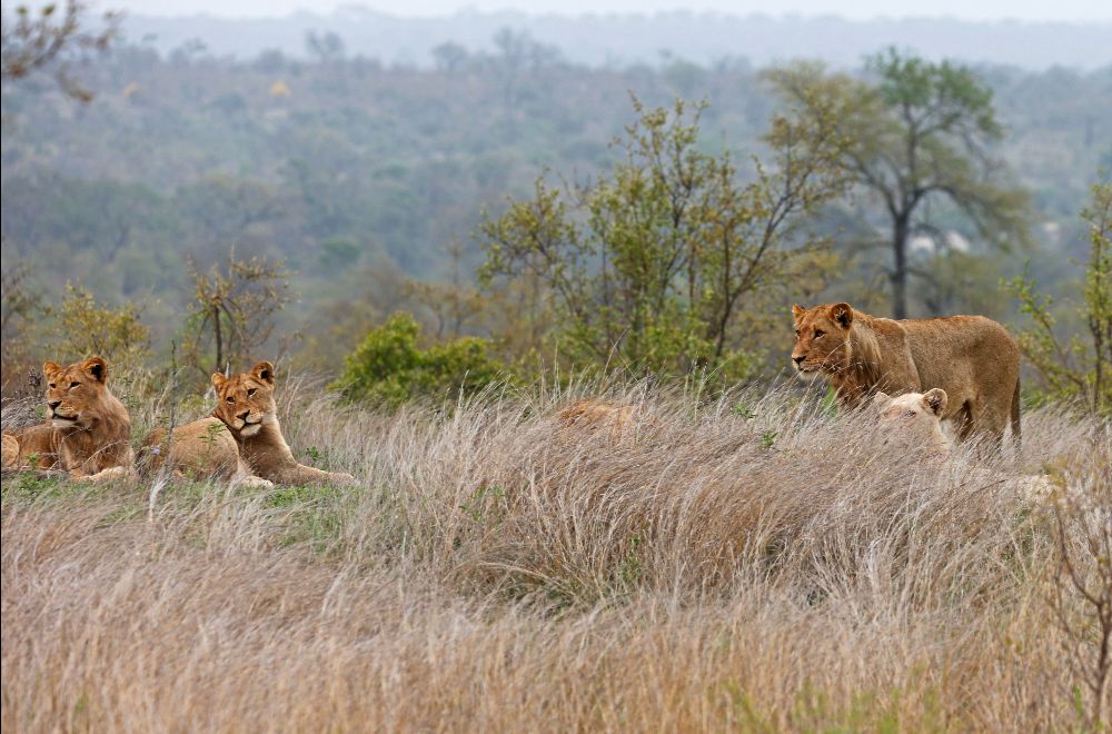 africamps hoedspruit greater kruger glamping south africa