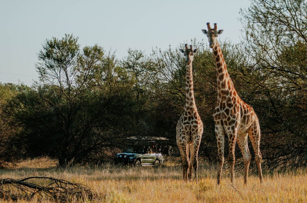africamps waterberg glamping south africa