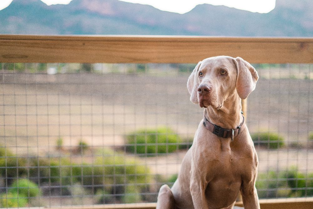 dog-friendly glamping getaway africamps western cape