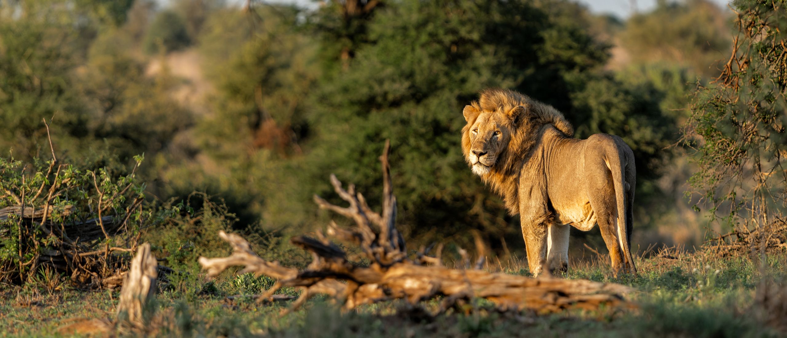 safari south africa wildlife africamps boutique glamping