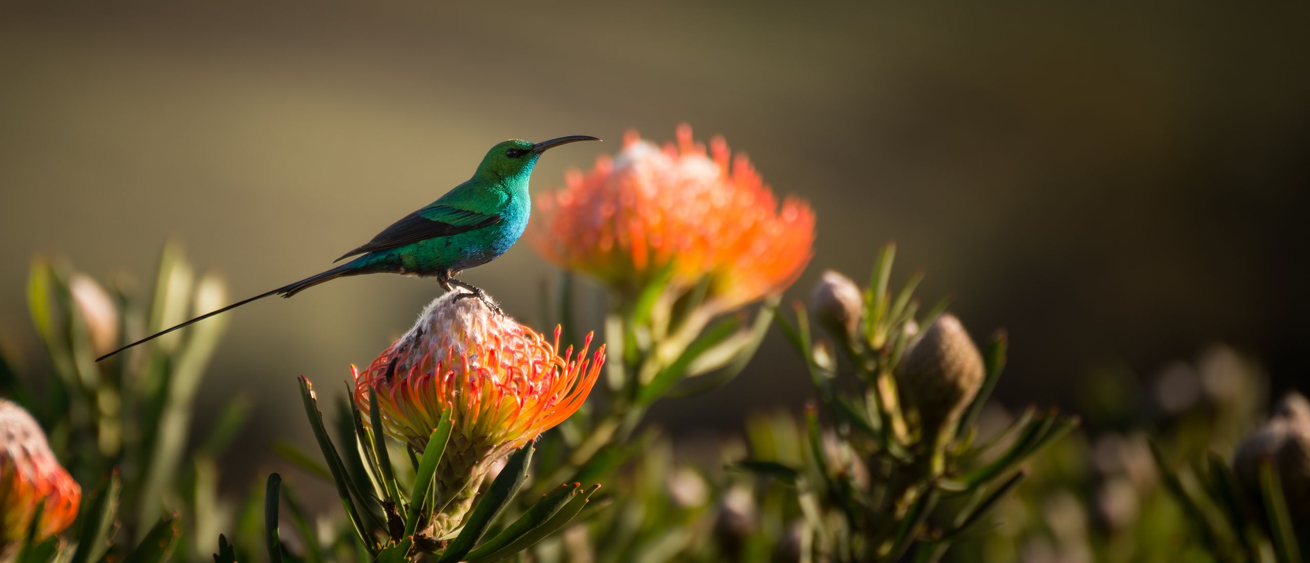 birding south africa wildlife africamps boutique glamping