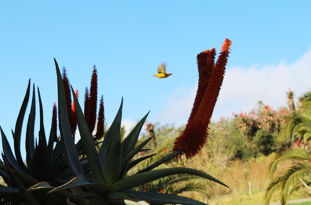 africamps at kam'bati swellendam glamping south africa