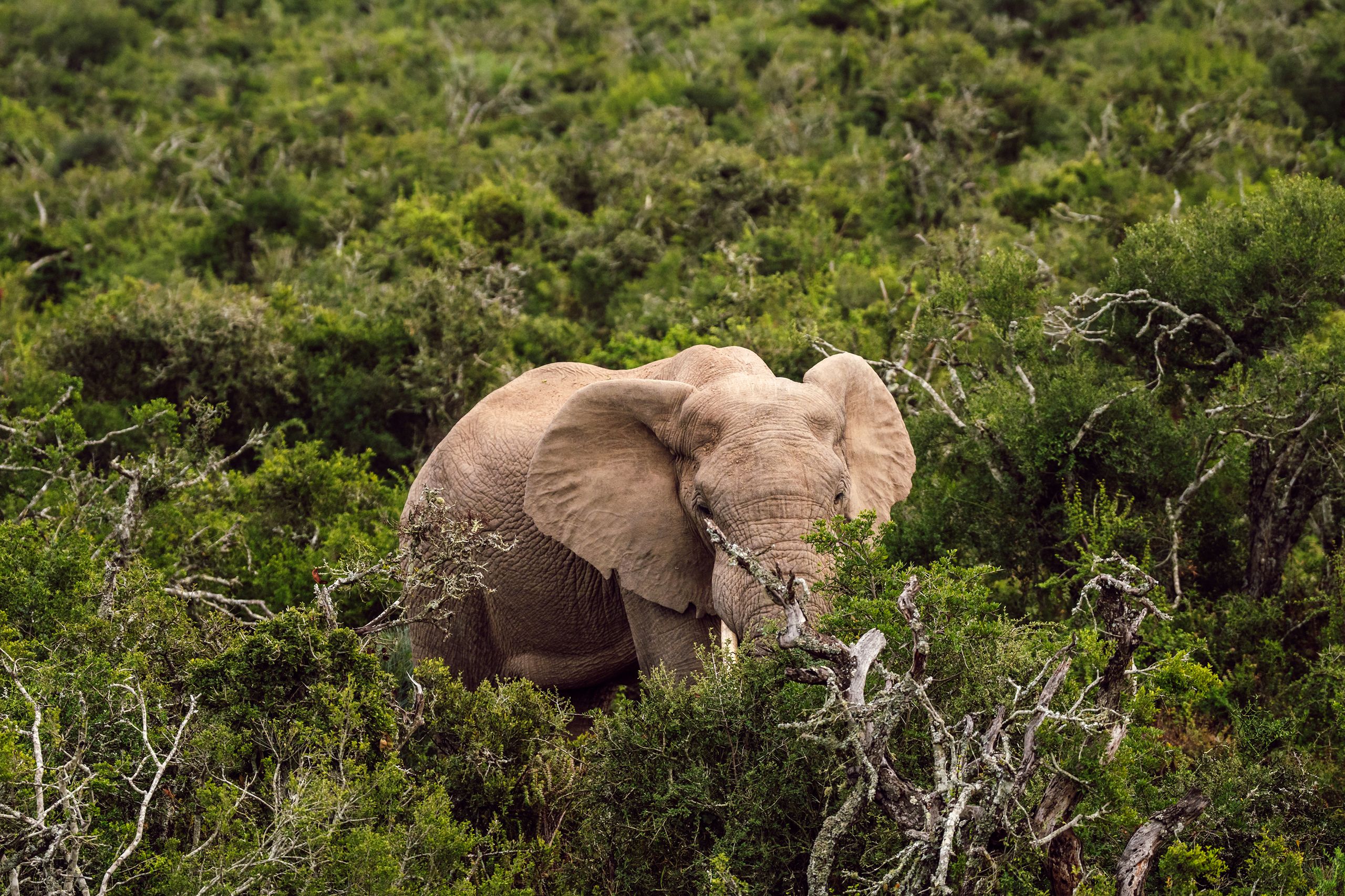 africamps boutique glamping south africa safari