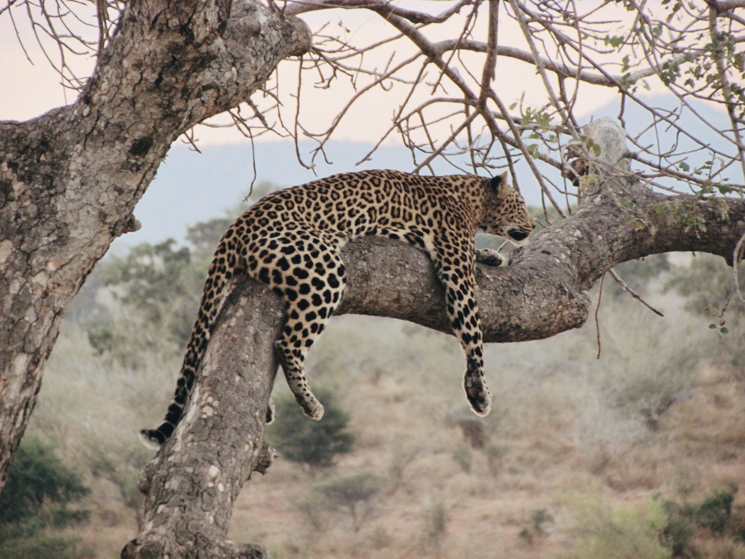 africamps boutique glamping south africa safari