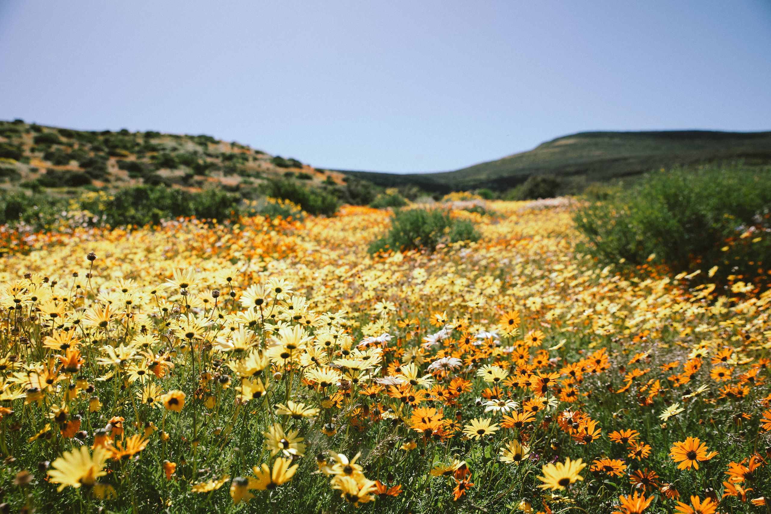 cederberg wildflowers in south africa africamps glamping biedouw valley