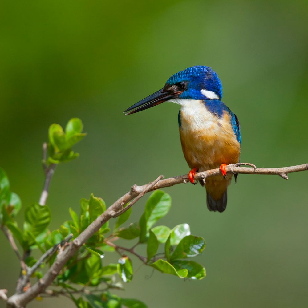 birding africamps boutique glamping south africa