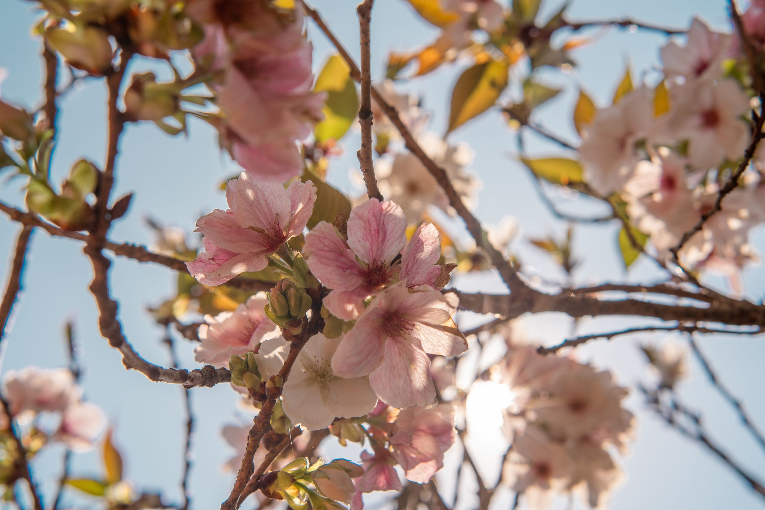 flowers in south africa africamps glamping