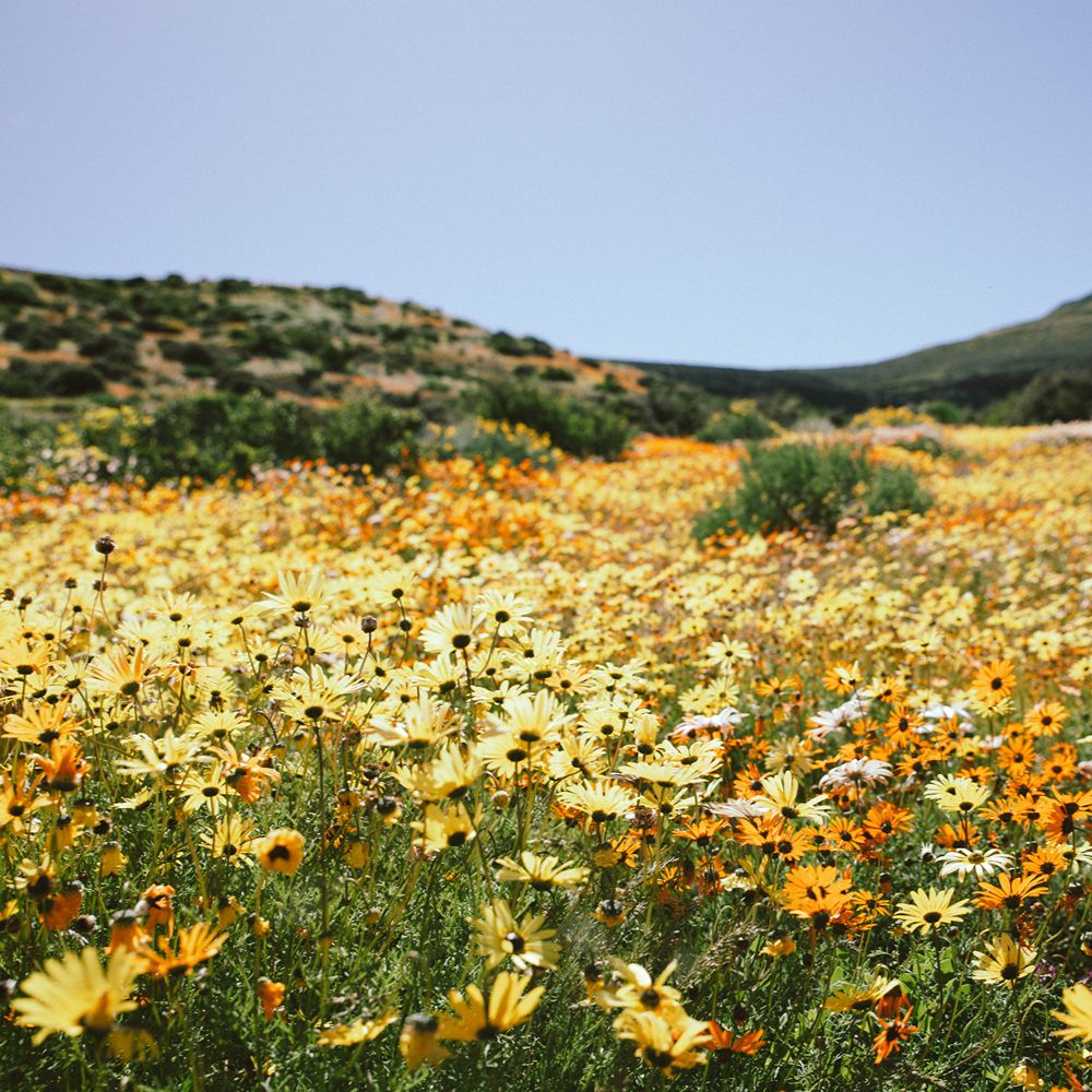 wildflowers africamps boutique glamping south africa