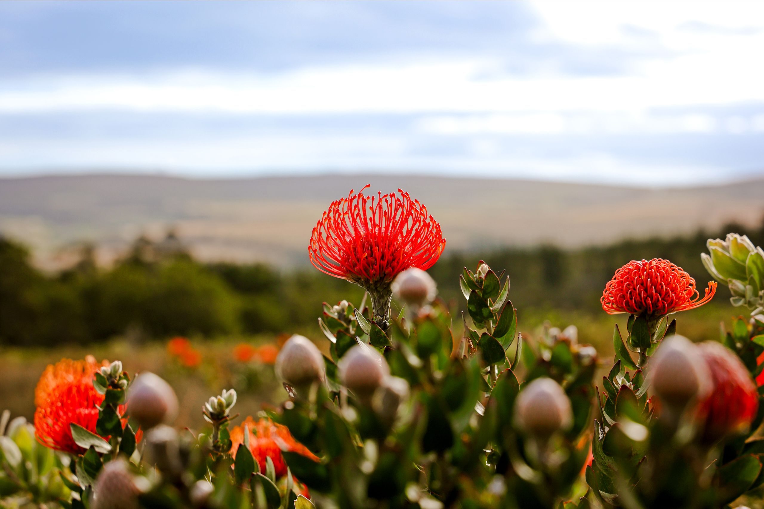pincushion flowers in south africa africamps glamping