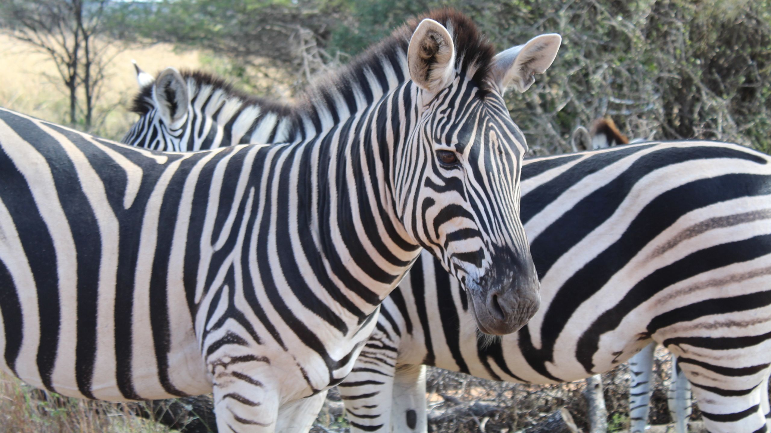 africamps dinokeng gauteng boutique glamping south africa
