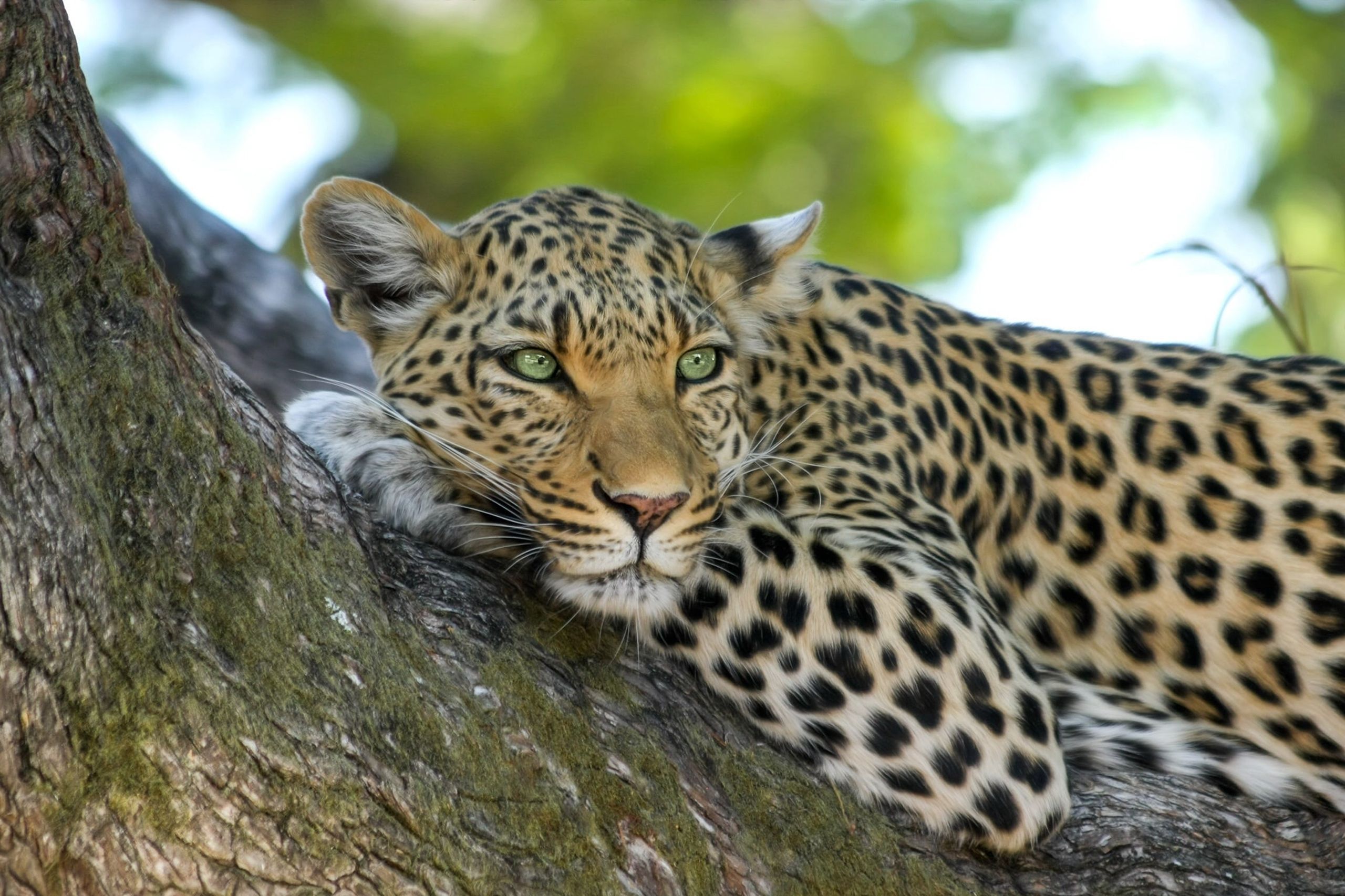 africamps dinokeng gauteng boutique glamping south africa