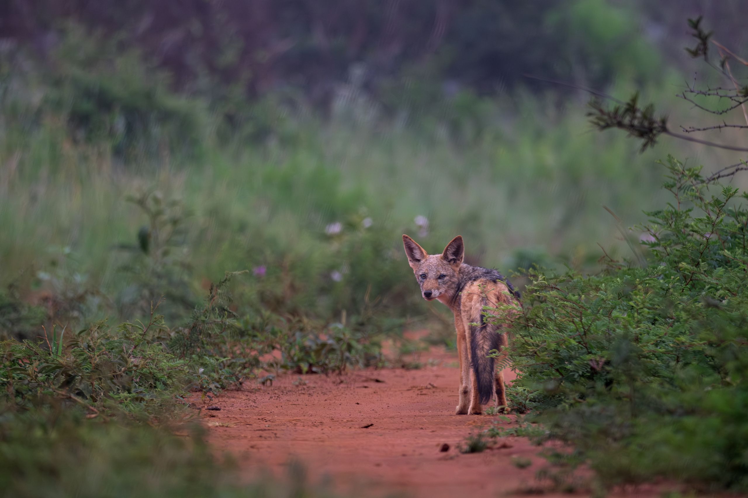 africamps dinokeng gauteng boutique glamping south africa