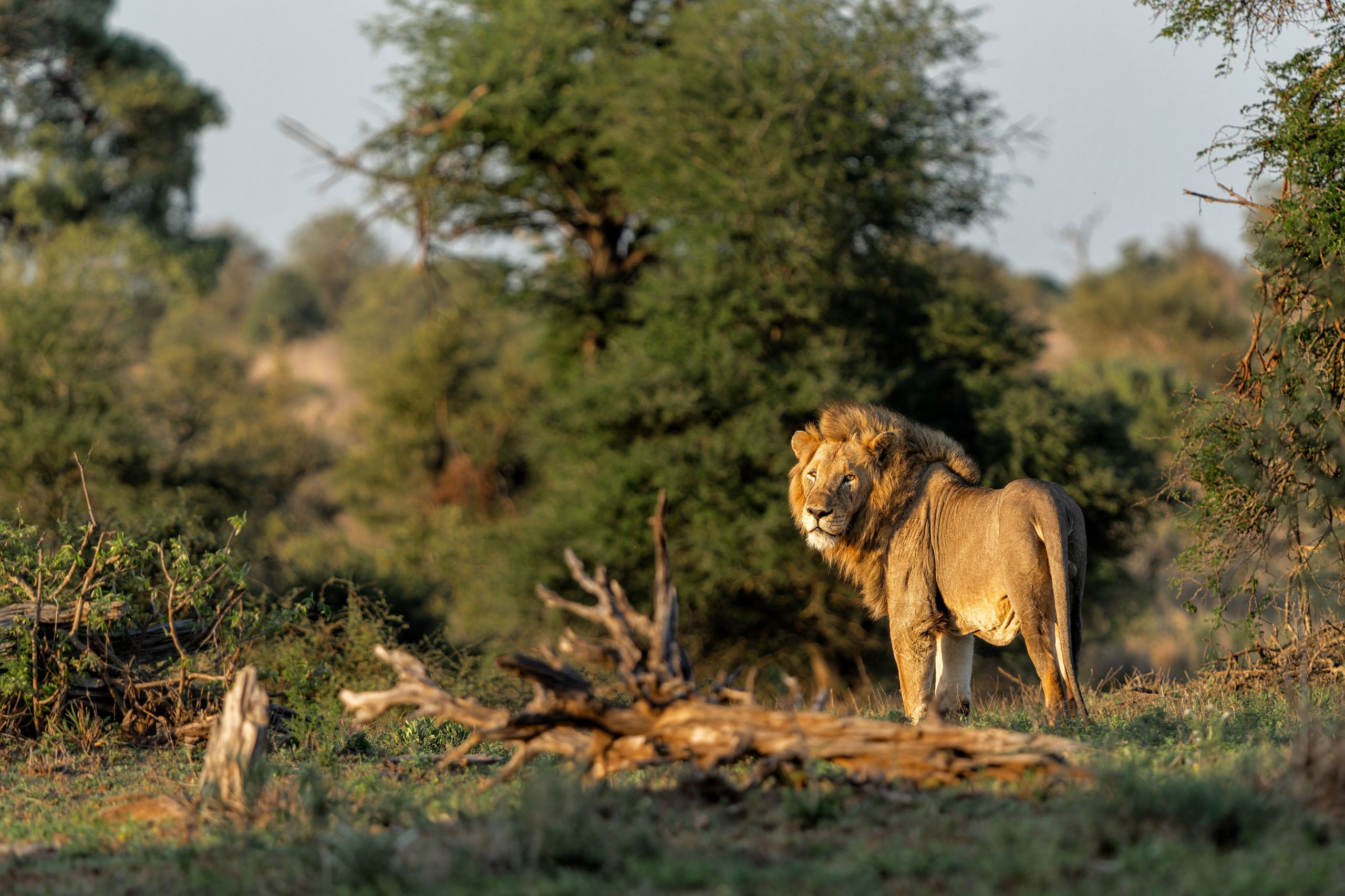 africamps dinokeng gauteng boutique glamping south africa