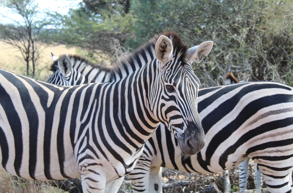 africamps dinokeng gauteng glamping south africa