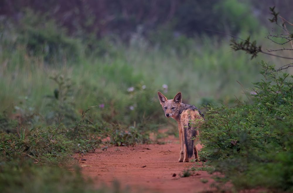 africamps dinokeng gauteng glamping south africa