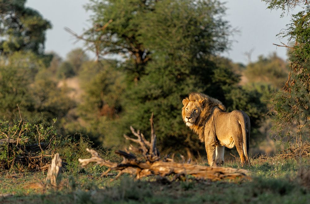 africamps dinokeng gauteng glamping south africa