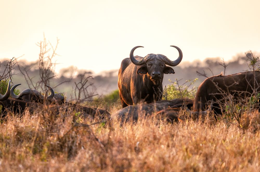 africamps dinokeng gauteng glamping south africa